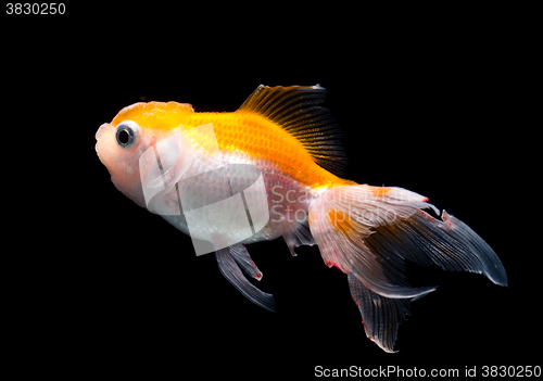 Image of Goldfish isolated on black background