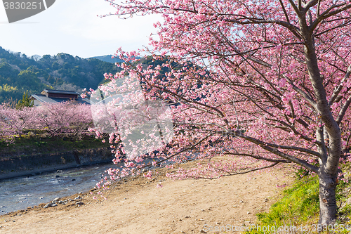 Image of Sakura flower