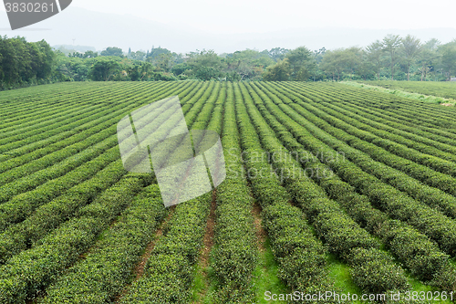 Image of Tea field in Taiwan