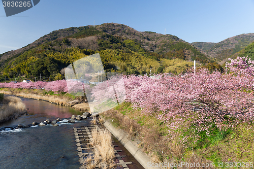 Image of Kawazu cherry tree in shizuoka japan