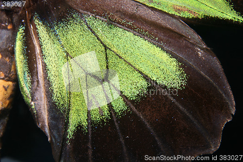 Image of detail of butterfly