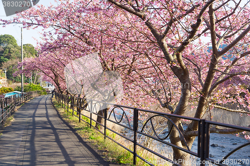 Image of Sakura flower tree