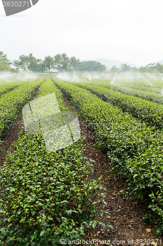 Image of Tea plantation in TaiWan