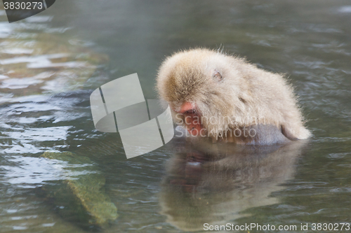Image of Japanese Snow monkey in hot spring 