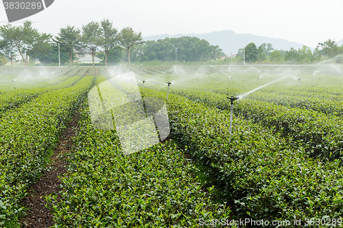 Image of Tea plantation with cloud in asia