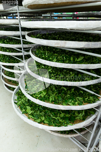 Image of Fermentation racks of tea in factory