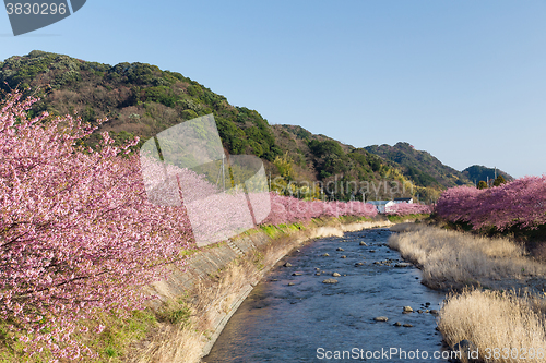 Image of Sakura in kawazu