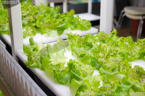 Image of Hydroponic vegetable in farm