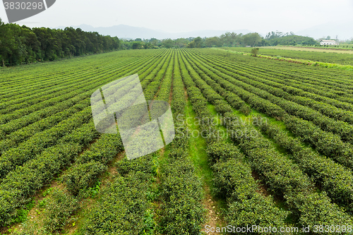 Image of Green tea farm 