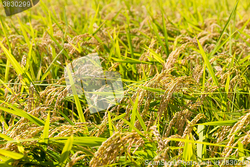 Image of Rice plant