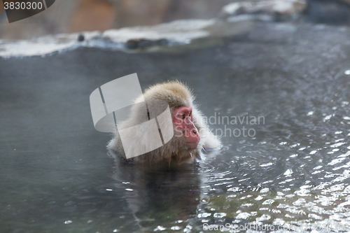 Image of Monkey enjoy hot spring