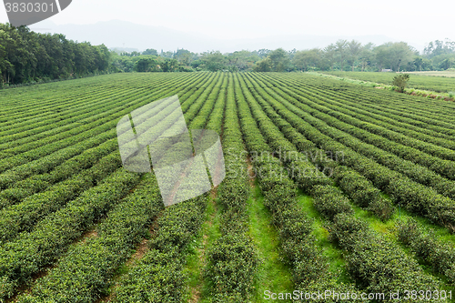 Image of Tea plantation fields 