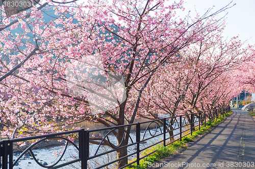 Image of Sakura tree