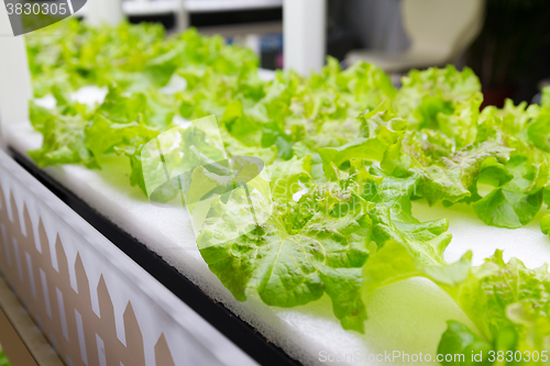 Image of Lettuce cultivated in hydroponic system