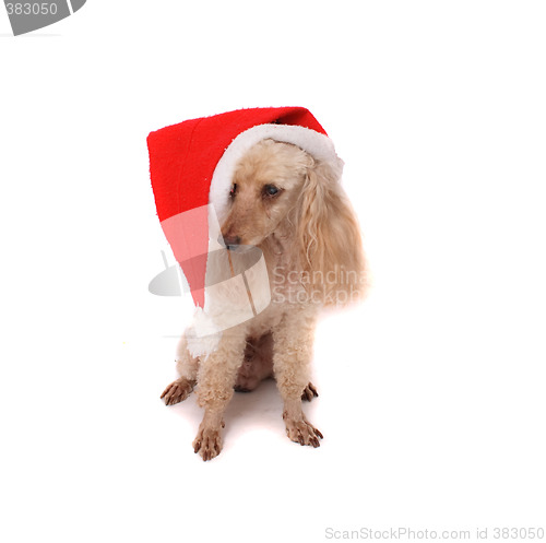 Image of xmas dog