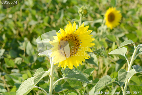 Image of Bright yellow sunflowers