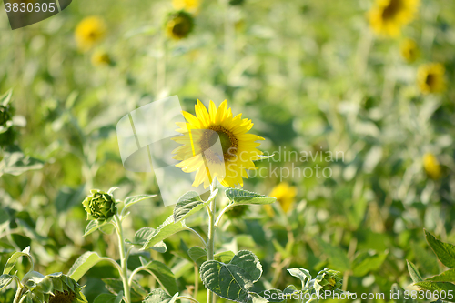 Image of background picture of a sunflower field