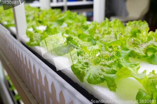 Image of Planting hydroponics system