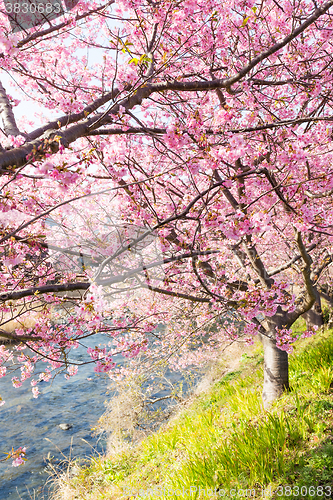 Image of Sakura in countryside