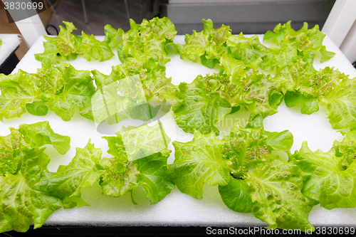 Image of Cultivation vegetables in hydroponics