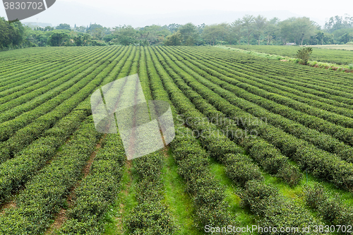 Image of Tea field in TaiTung