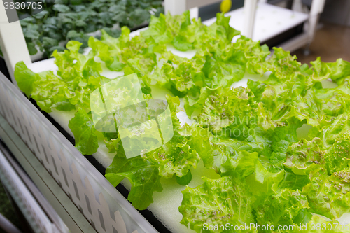 Image of Simple Hydroponic System growing Lettuce