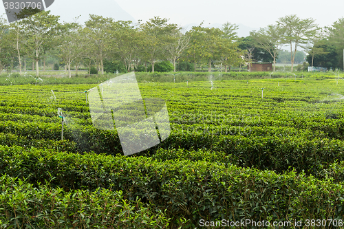 Image of Green tea plant with water supply system