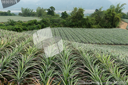 Image of Pineapple farm in Taiwan