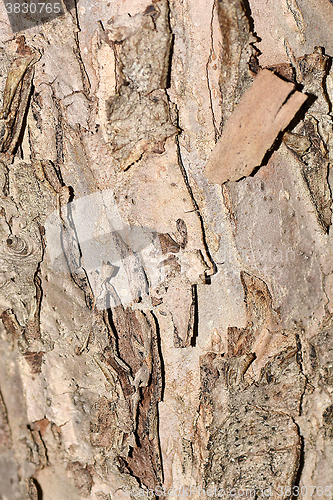 Image of texture of bark wood use as natural background