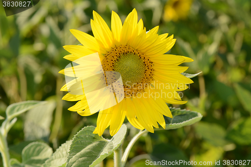 Image of Bright yellow sunflowers