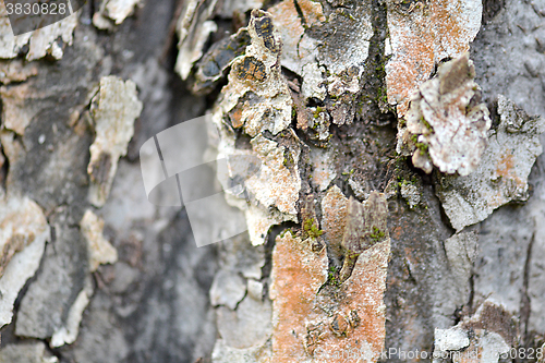 Image of texture of bark wood use as natural background