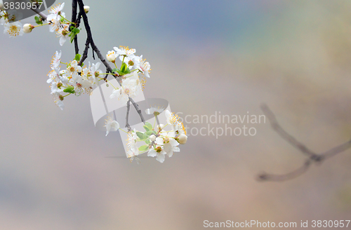 Image of cherry-tree flowers isolated