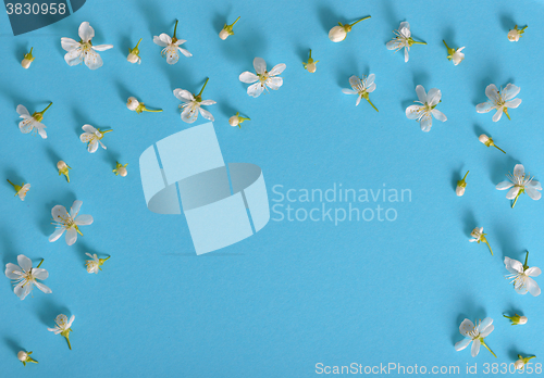 Image of spring cherry flowers on blue background