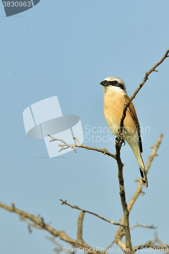 Image of Red-backed Shrike (Lanius collurio)