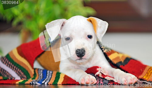 Image of American Staffordshire terrier puppy