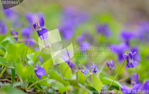 Image of purple violet flowers