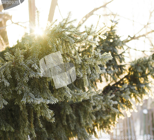 Image of Spruce branches in the snow