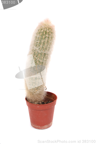 Image of cactus