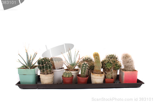 Image of cactuses