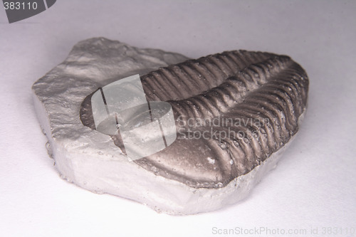 Image of trilobite