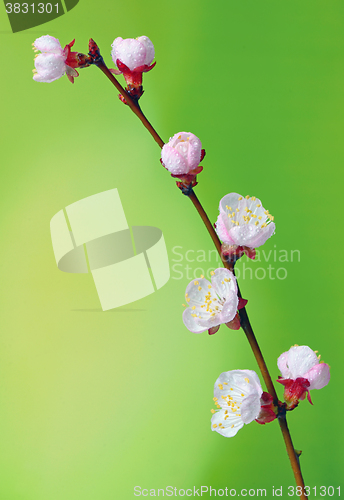 Image of brunch cherry blossoms 