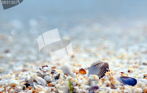 Image of Shell on the beach