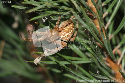 Image of Spider in Wood