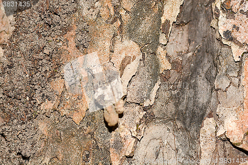 Image of Wooden texture. Crimean pine tree, close-up view.