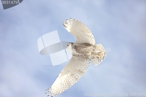 Image of Snowy Owl in Flight 