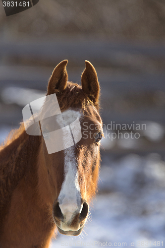 Image of Horse in Winter