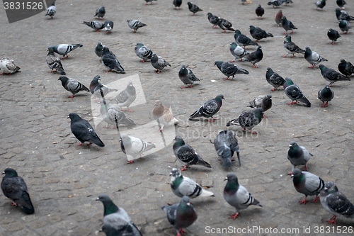 Image of Pigeon close up on the ground