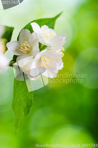 Image of Beautiful flowers of a jasmin, close up. 