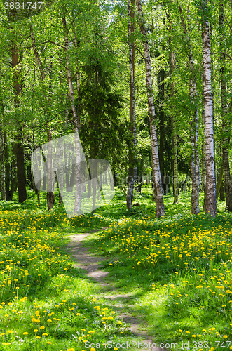 Image of The path leading into spring forest