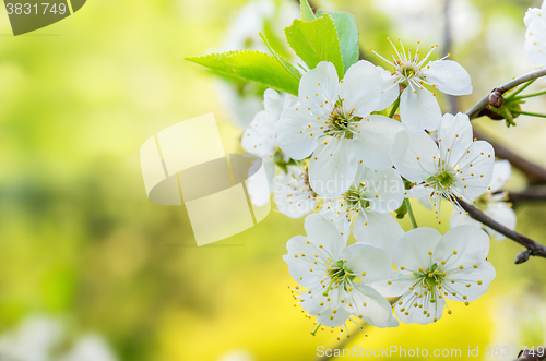 Image of Blossoming branch of a cherry, close up